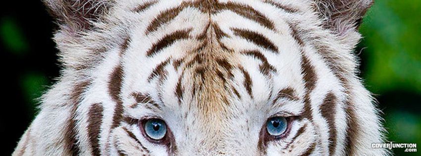 white tiger Facebook Cover