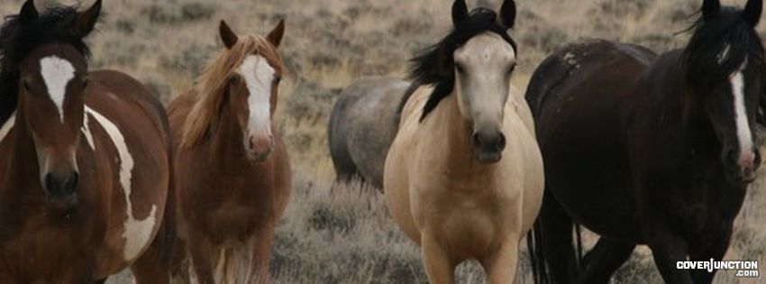 horses Facebook Cover