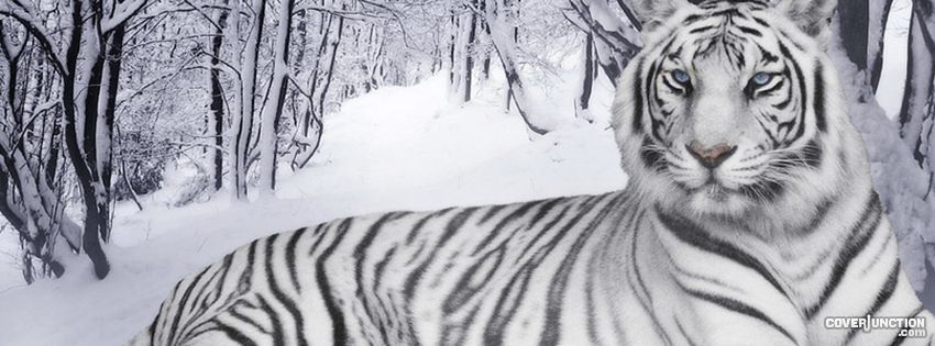white tiger Facebook Cover