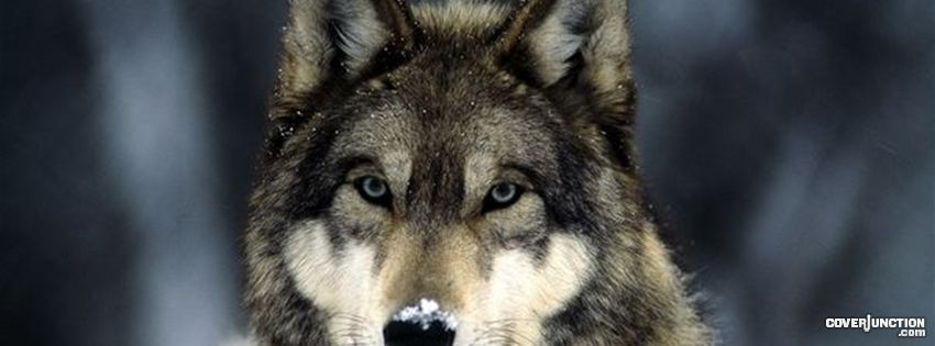 wolf Facebook Cover