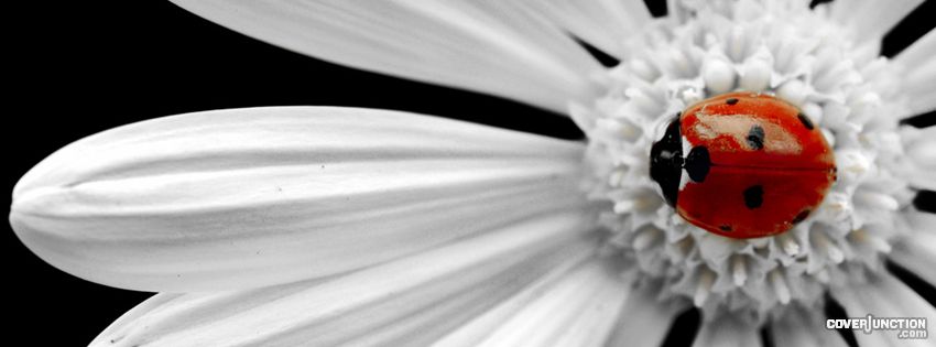 Lady in Red Facebook Cover