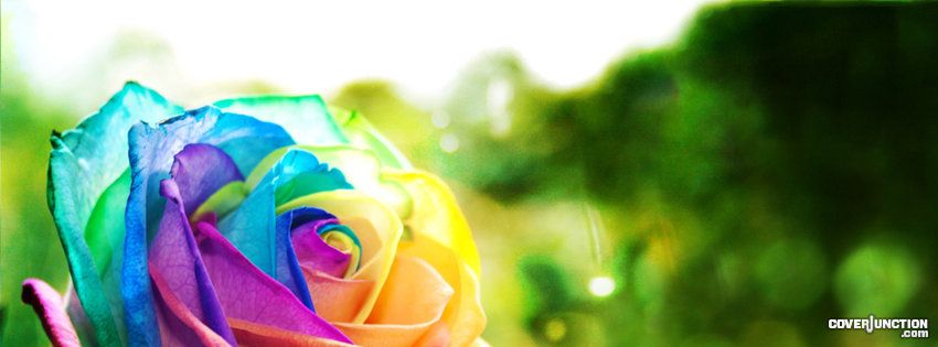 Rose of many colours Facebook Cover