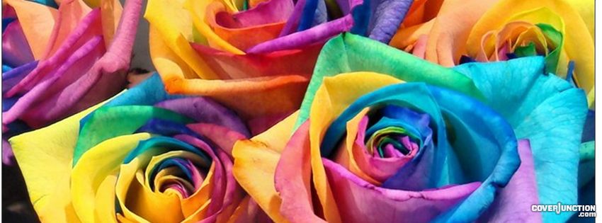 Roses of all colours Facebook Cover