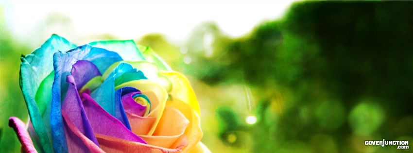 Muli-coloured Rose Facebook Cover