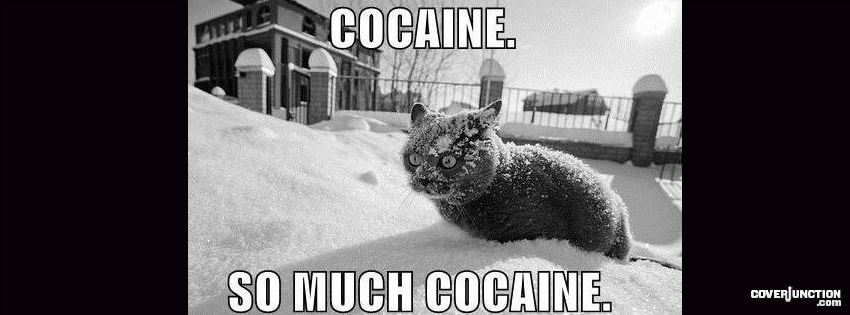 cocaine cat Facebook Cover