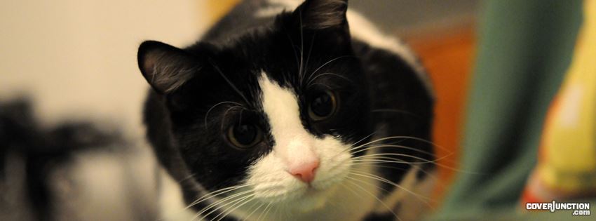 Cute Cat Facebook Cover