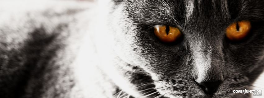 Grey Cat Facebook Cover