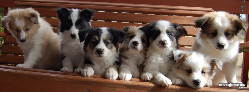 Puppies Facebook Cover