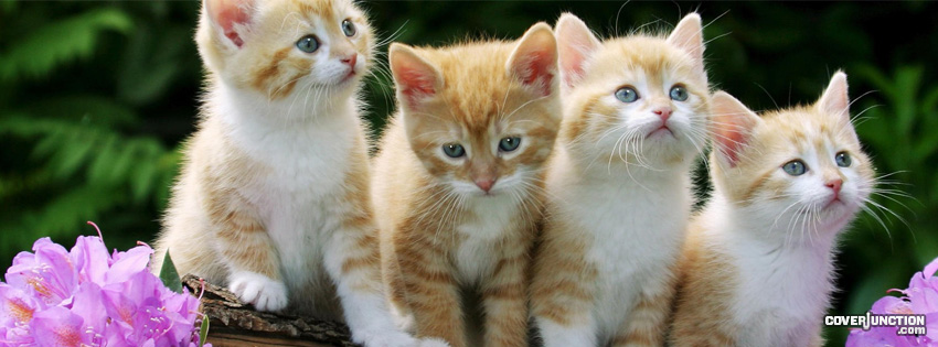 Kittens Facebook Cover