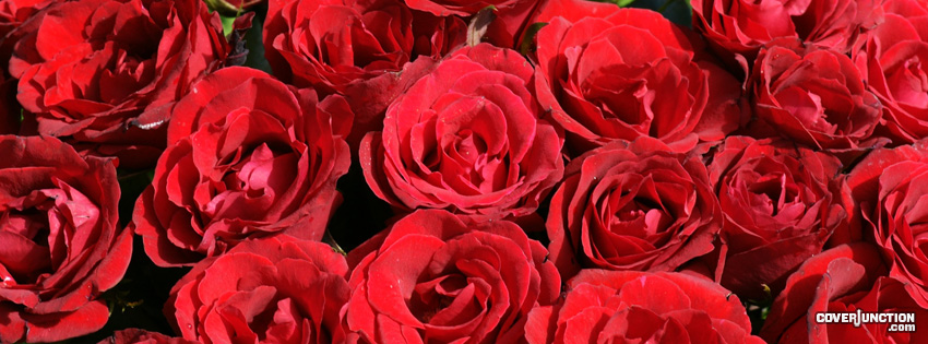 Red Roses Facebook Cover