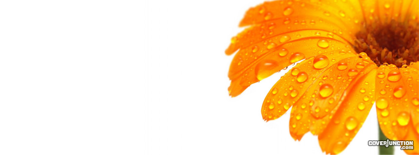 Single Flower Facebook Cover
